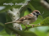 Orientaalse ringmus [Passer montanus malaccensis]